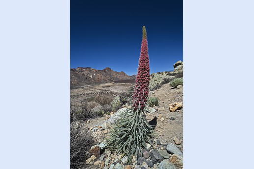 14 maggio Teide
